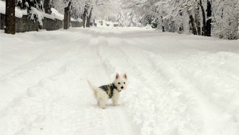 Обои снег, зима, мордочка, взгляд, собака, щенок, собачка, вест-хайленд-уайт-терьер, snow, winter, muzzle, look, dog, puppy, the west highland white terrier разрешение 3006x1825 Загрузить