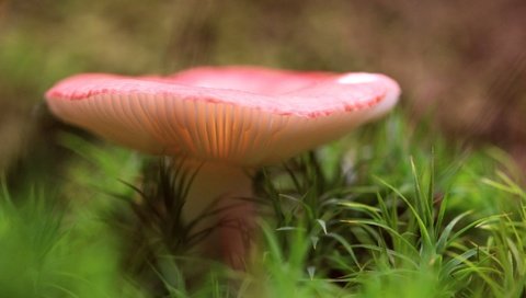 Обои трава, природа, лес, размытость, гриб, grass, nature, forest, blur, mushroom разрешение 2048x1365 Загрузить