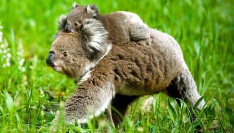 Обои трава, природа, детеныш, медвежонок, коала, коалы, grass, nature, cub, bear, koala, koalas разрешение 1920x1200 Загрузить
