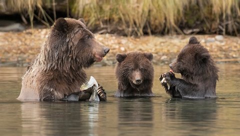 Обои вода, река, рыбалка, медведи, обед, медведица, медвежата, water, river, fishing, bears, lunch, bear разрешение 4000x2656 Загрузить