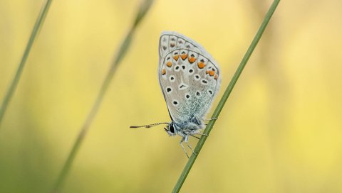 Обои насекомое, бабочка, растение, травинка, johannes dörrstock, insect, butterfly, plant, a blade of grass разрешение 2000x1093 Загрузить