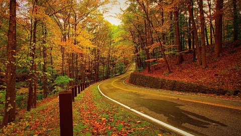 Обои дорога, деревья, лес, листья, осень, road, trees, forest, leaves, autumn разрешение 3010x1720 Загрузить