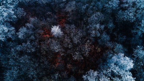 Обои деревья, лес, зима, вид сверху, иней, сосны, trees, forest, winter, the view from the top, frost, pine разрешение 5120x2880 Загрузить