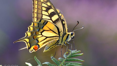 Обои насекомое, бабочка, крылья, растение, gorka orexa, insect, butterfly, wings, plant разрешение 2000x1485 Загрузить