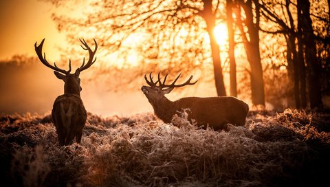 Обои солнце, природа, олень, утро, рога, олени, the sun, nature, deer, morning, horns разрешение 1920x1200 Загрузить