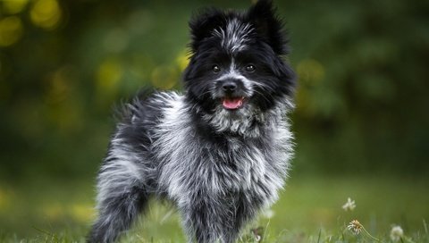 Обои глаза, трава, взгляд, собака, терьер, birgit chytracek, керн-терьер, eyes, grass, look, dog, terrier, the cairn terrier разрешение 1920x1200 Загрузить