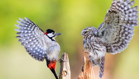 Обои сова, крылья, птицы, клюв, перья, дятел, домовый сыч, owl, wings, birds, beak, feathers, woodpecker, the little owl разрешение 3000x2000 Загрузить