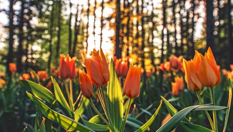 Обои цветы, деревья, бутоны, стволы, весна, тюльпаны, стебли, flowers, trees, buds, trunks, spring, tulips, stems разрешение 3840x2160 Загрузить
