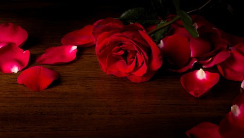 Обои цветок, роза, лепестки, красный, деревянная поверхность, flower, rose, petals, red, wooden surface разрешение 5120x2880 Загрузить