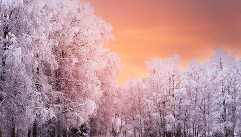 Обои деревья, лес, закат, зима, ветки, иней, норвегия, рена, trees, forest, sunset, winter, branches, frost, norway, ren разрешение 5120x3394 Загрузить