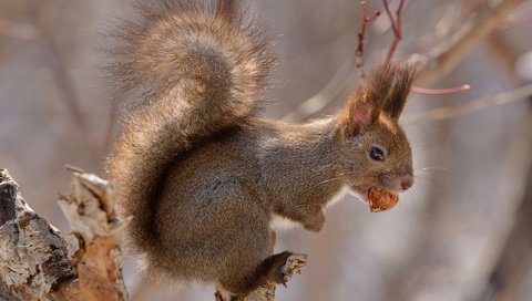 Обои япония, хвост, орех, хоккайдо, белочка, грызун, japan, tail, walnut, hokkaido, squirrel, rodent разрешение 1920x1200 Загрузить