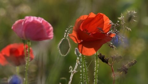 Обои цветение, поле, лето, лепестки, маки, мак, стебли, flowering, field, summer, petals, maki, mac, stems разрешение 5568x3053 Загрузить