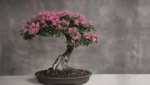 Обои цветение, серый фон, деревце, бонсай, flowering, grey background, tree, bonsai разрешение 1920x1200 Загрузить