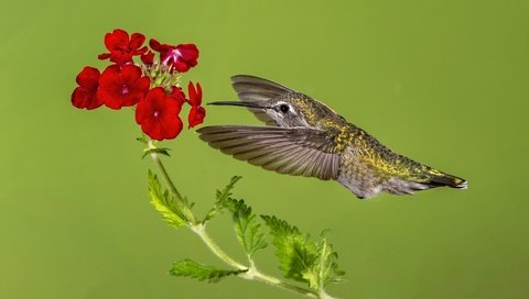 Обои полет, цветок, крылья, птица, клюв, перья, колибри, калипта анны, flight, flower, wings, bird, beak, feathers, hummingbird, calypte anna разрешение 2048x1152 Загрузить