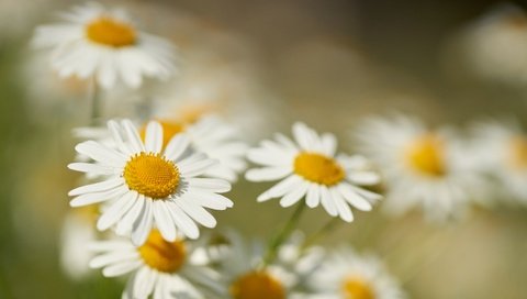 Обои цветы, макро, лепестки, размытость, ромашки, боке, flowers, macro, petals, blur, chamomile, bokeh разрешение 7631x5090 Загрузить