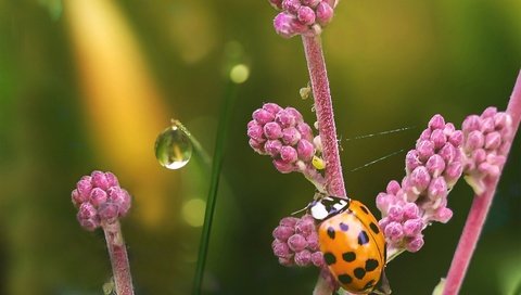 Обои цветы, природа, жук, насекомое, капля, божья коровка, боке, dashakern, flowers, nature, beetle, insect, drop, ladybug, bokeh разрешение 4800x3411 Загрузить