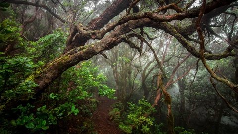 Обои деревья, растения, лес, туман, стволы, тропинка, trees, plants, forest, fog, trunks, path разрешение 2048x1356 Загрузить