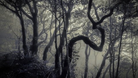 Обои деревья, лес, туман, стволы, чёрно-белое, trees, forest, fog, trunks, black and white разрешение 2048x1356 Загрузить