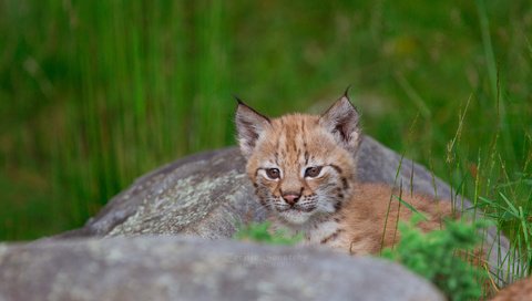 Обои трава, рысь, камень, отдых, малыш, grass, lynx, stone, stay, baby разрешение 2048x1152 Загрузить