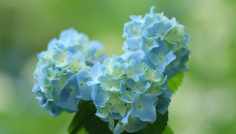 Обои цветы, фон, синий, букет, гортензия, flowers, background, blue, bouquet, hydrangea разрешение 2048x1365 Загрузить