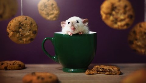 Обои морда, взгляд, кружка, мышь, печенье, мышка, крыска, face, look, mug, mouse, cookies, rat разрешение 2048x1365 Загрузить