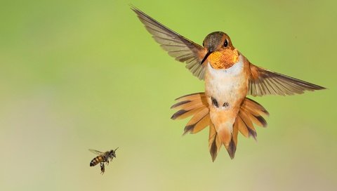 Обои крылья, птица, клюв, пчела, колибри, охристый колибри, wings, bird, beak, bee, hummingbird, buffy hummingbird разрешение 2048x1288 Загрузить