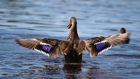 Обои крылья, птица, клюв, перья, озёра, утка, wings, bird, beak, feathers, lake, duck разрешение 1920x1280 Загрузить