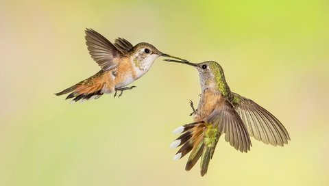 Обои крылья, птицы, клюв, колибри, охристый колибри, трёхцветный селасфорус, wings, birds, beak, hummingbird, buffy hummingbird, tricolor selasphorus разрешение 2048x1152 Загрузить