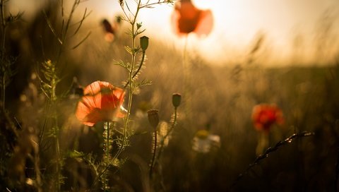 Обои цветы, бутоны, лето, лепестки, маки, размытость, стебли, flowers, buds, summer, petals, maki, blur, stems разрешение 2048x1366 Загрузить