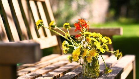 Обои цветы, лето, ромашки, скамейка, одуванчики, банка, flowers, summer, chamomile, bench, dandelions, bank разрешение 2560x1498 Загрузить
