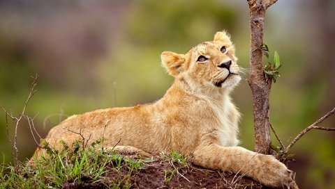 Обои морда, природа, взгляд, хищник, лев, львёнок, дикая кошка, face, nature, look, predator, leo, lion, wild cat разрешение 2560x1440 Загрузить