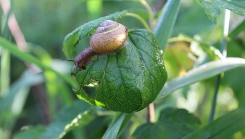 Обои природа, листья, лето, улитка, nature, leaves, summer, snail разрешение 5184x3456 Загрузить