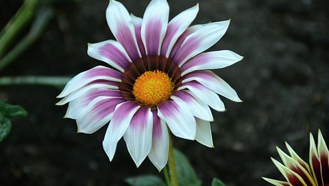 Обои макро, цветок, лепестки, газания, macro, flower, petals, gazania разрешение 6000x4000 Загрузить