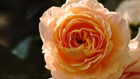 Обои макро, цветок, роза, лепестки, бутон, желтая роза, macro, flower, rose, petals, bud, yellow rose разрешение 2048x1368 Загрузить