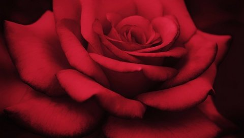 Обои макро, цветок, роза, лепестки, macro, flower, rose, petals разрешение 2048x1552 Загрузить