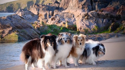 Обои море, побережье, собаки, шелти, шетландская овчарка, sea, coast, dogs, sheltie, shetland sheepdog разрешение 2048x1371 Загрузить