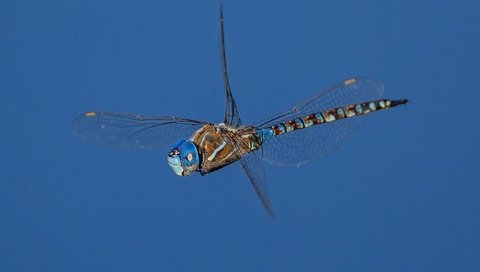 Обои насекомое, фон, крылья, стрекоза, insect, background, wings, dragonfly разрешение 2048x1365 Загрузить