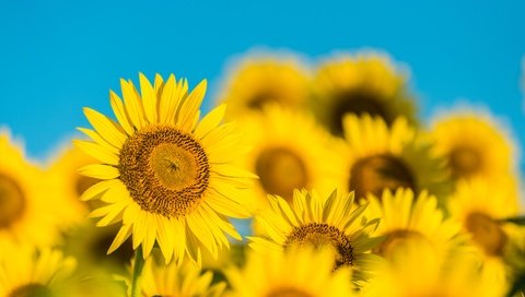 Обои небо, лепестки, размытость, подсолнухи, желтые цветы, the sky, petals, blur, sunflowers, yellow flowers разрешение 7360x4912 Загрузить
