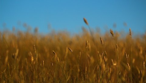 Обои небо, трава, лето, колоски, стебли, the sky, grass, summer, spikelets, stems разрешение 1920x1280 Загрузить