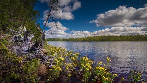 Обои небо, цветы, облака, озеро, лес, финляндия, hossa national park, the sky, flowers, clouds, lake, forest, finland разрешение 1920x1117 Загрузить