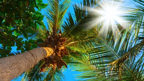 Обои небо, солнце, листья, ветки, пальмы, верхушки, the sky, the sun, leaves, branches, palm trees, the top разрешение 3583x2389 Загрузить