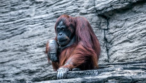 Обои обезьяна, зоопарк, примат, орангутанг, орангутан, monkey, zoo, the primacy of, orangutan разрешение 2560x1659 Загрузить