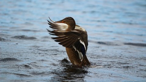 Обои озеро, крылья, птица, перья, озёра, утка, lake, wings, bird, feathers, duck разрешение 1920x1280 Загрузить