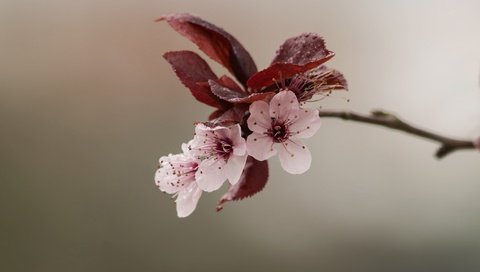 Обои природа, цветение, весна, цветки, боке, nature, flowering, spring, flowers, bokeh разрешение 2048x1365 Загрузить