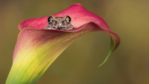 Обои природа, цветок, лягушка, амфибия, nature, flower, frog, amphibian разрешение 2560x1857 Загрузить