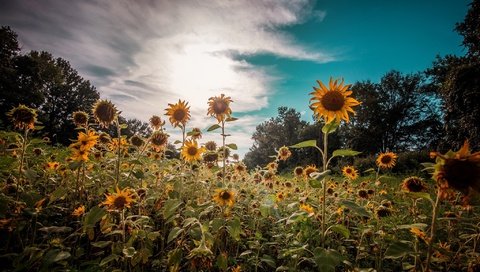 Обои небо, цветы, облака, природа, растения, лето, подсолнухи, the sky, flowers, clouds, nature, plants, summer, sunflowers разрешение 2048x1276 Загрузить