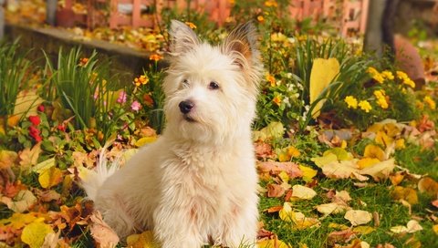 Обои природа, листва, осень, собачка, вест-хайленд-уайт-терьер, nature, foliage, autumn, dog, the west highland white terrier разрешение 2958x1847 Загрузить