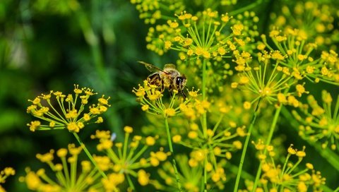 Обои природа, макро, насекомое, лето, пчела, укроп, nature, macro, insect, summer, bee, dill разрешение 4928x3264 Загрузить