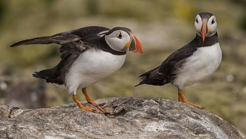 Обои птица, клюв, пара, тупик, puffin, bird, beak, pair, stalled разрешение 2048x1350 Загрузить