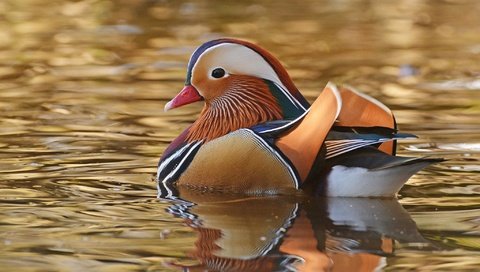 Обои вода, птицы, клюв, перья, утка, мандаринка, water, birds, beak, feathers, duck, tangerine разрешение 2048x1365 Загрузить